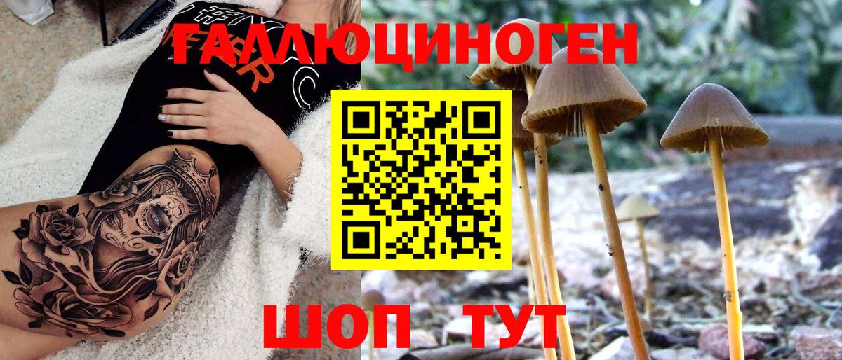 Камышин  Псилоцибиновые грибы прущие грибы  Вход с VPN 